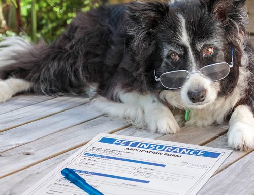 Does Your Pet Need Health Insurance?