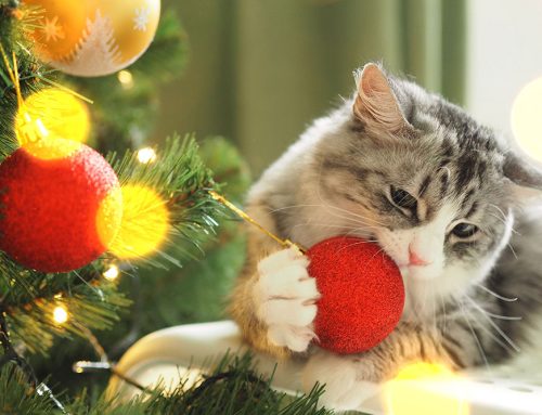 Holiday Hazards: Protecting Your Furry Friends This Festive Season