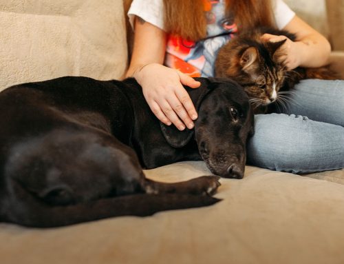 Caring for Anxious Tails: A Compassionate Guide for Dog and Cat Lovers