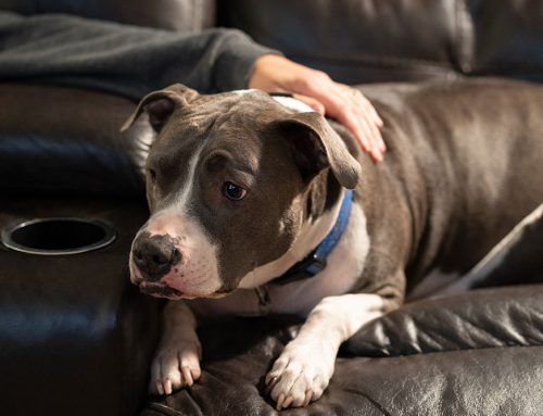 Helping Senior Pets Thrive: How to Identify and Treat Chronic Pain