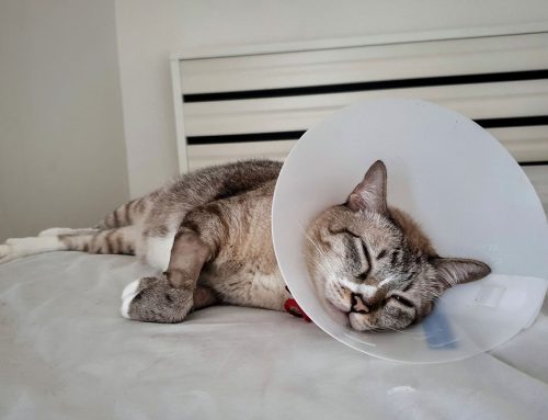 Navigating Pet Surgeries: Your Guide to Pet Surgeries at Wolf Creek